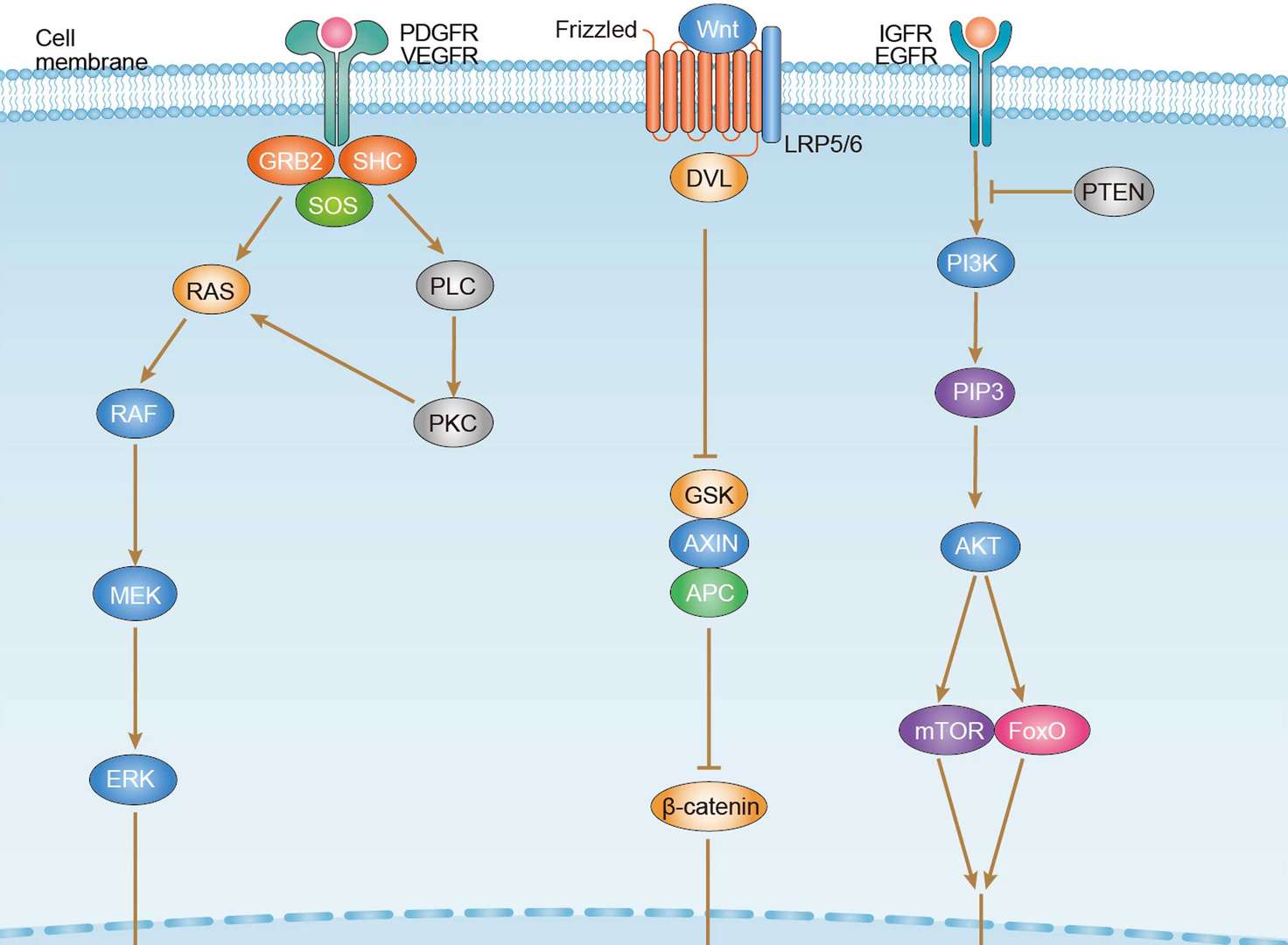 Hepatocellular Carcinoma Overview - Pathways, Diagnosis, Targeted Therapies